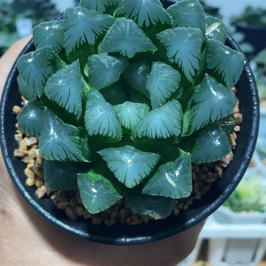 直播间万象盆母本实生玉露