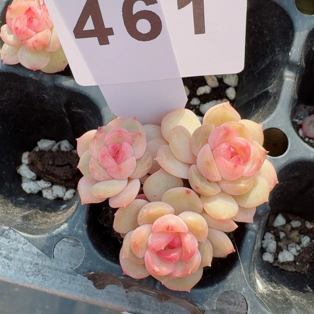 琴心         精品多肉