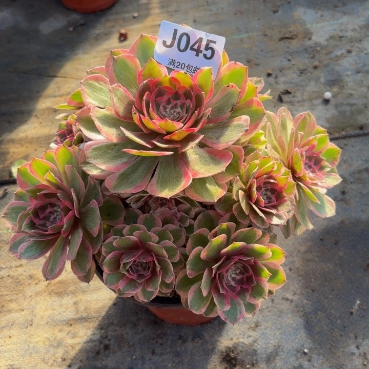 瑞妈多肉植物045.