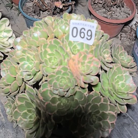 069粉花妖花花法师2-2