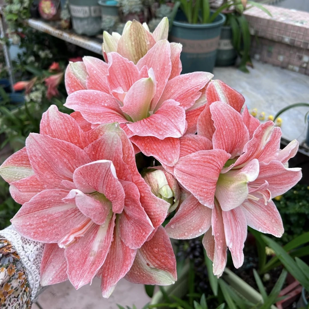 （粉色荣耀）重瓣朱顶红自然球包对版送肥料5公分