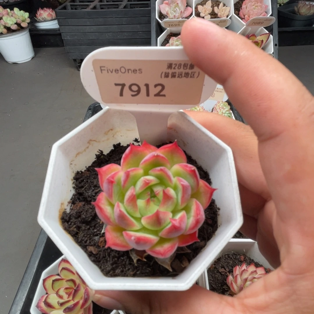 7912红媚 4.5厘米