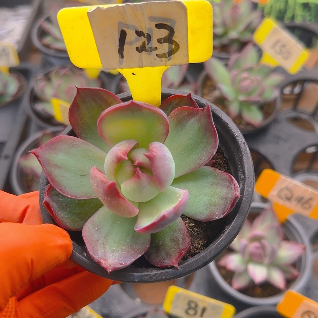 传****师123惊鸿单头多肉