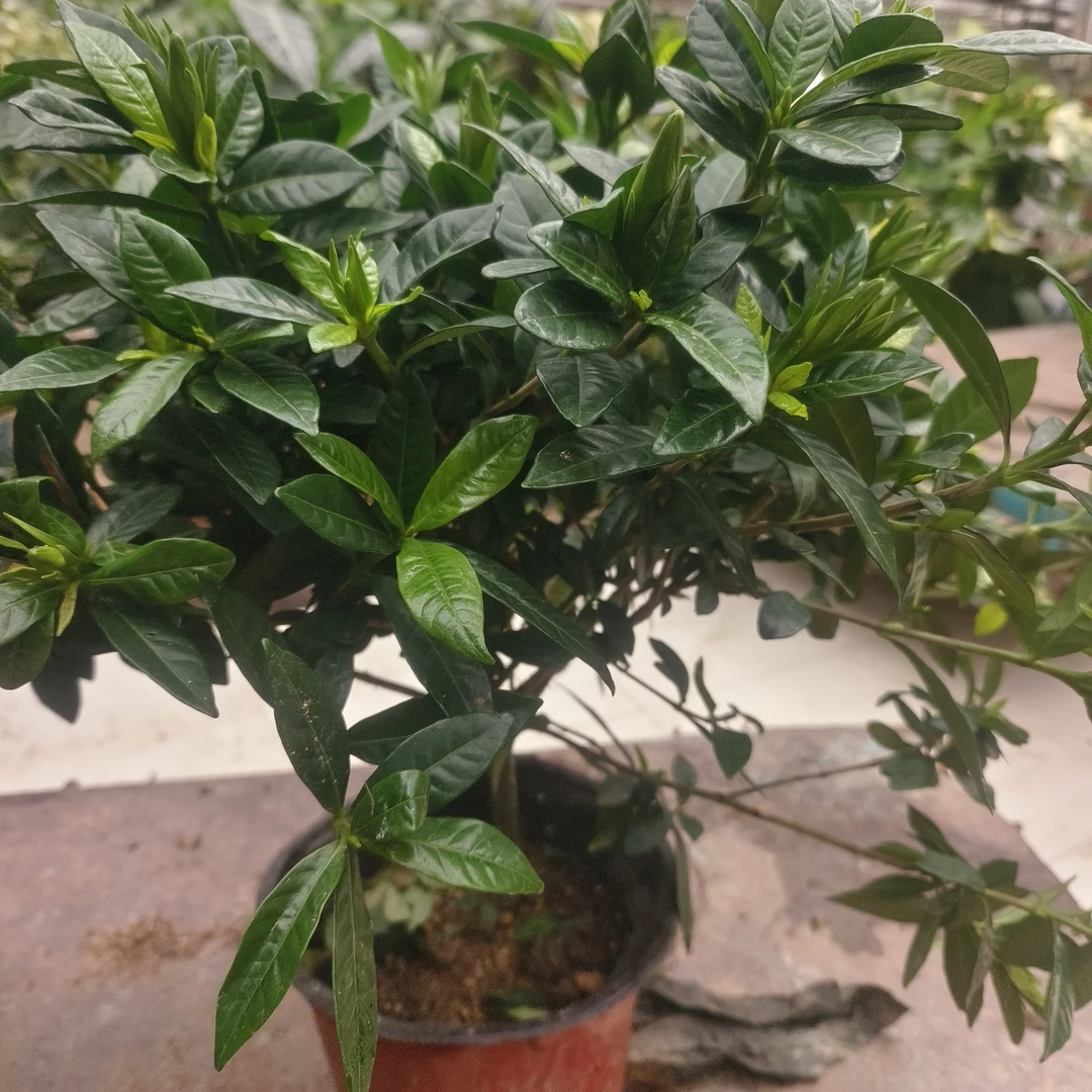 大棵小叶栀子花盆栽带花苞浓香型四季开花室内外好养花卉