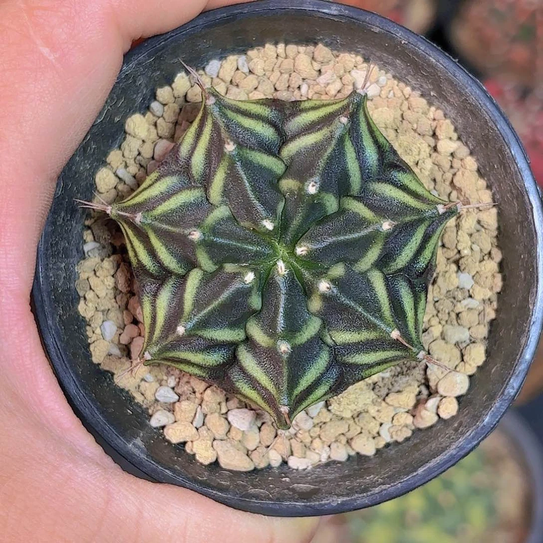 泰系实生米哈仙人球308