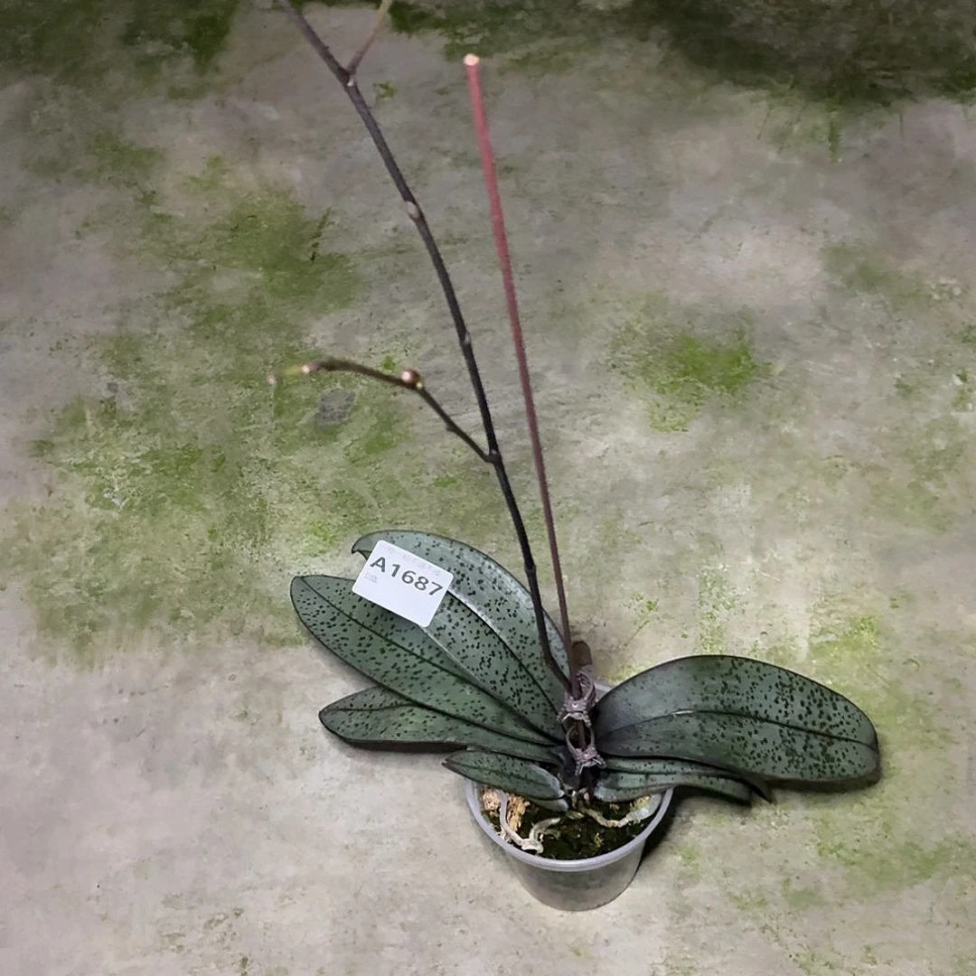 当前无花朵，栽培后可花朵A1687yss1211