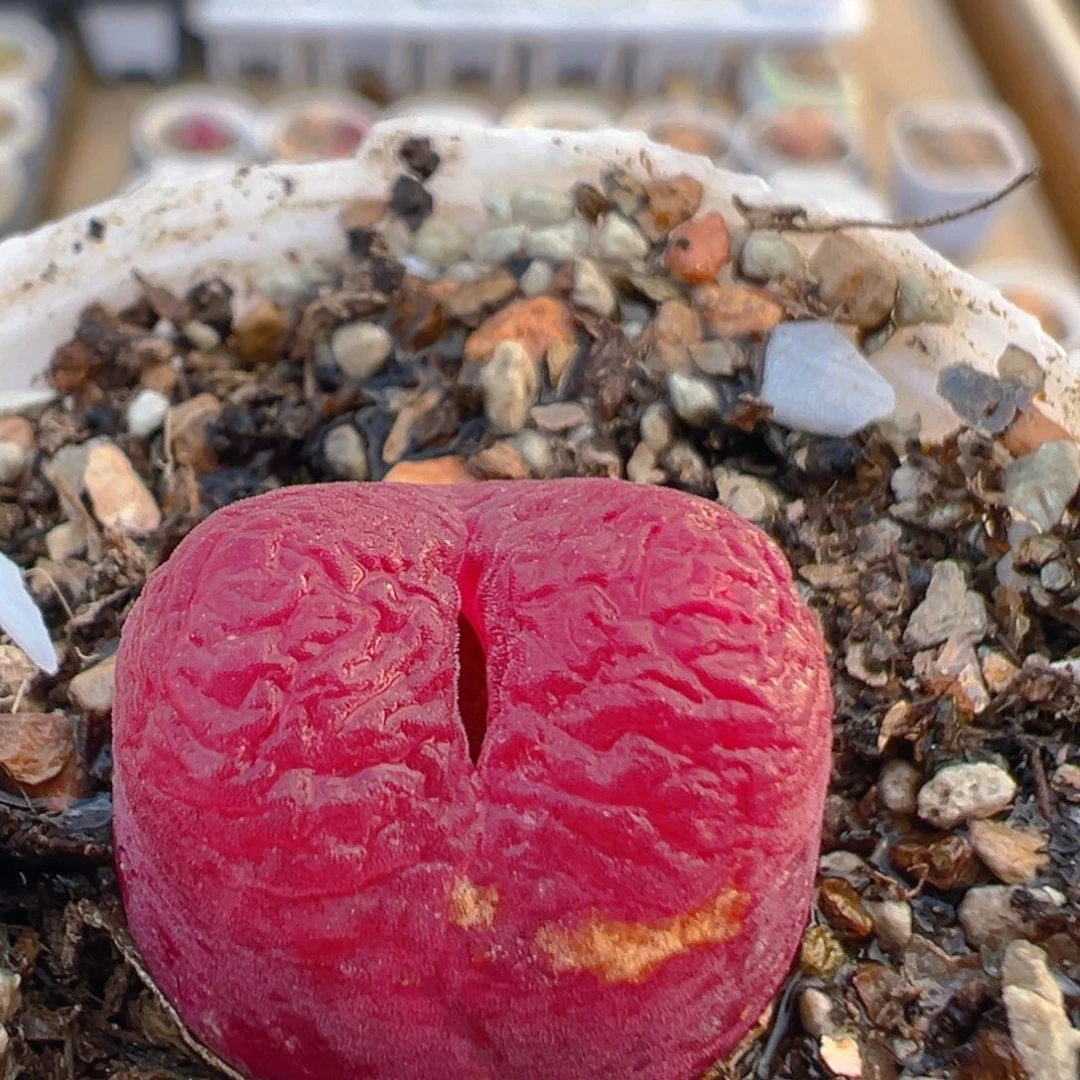 樂*?66多肉植物百科知识