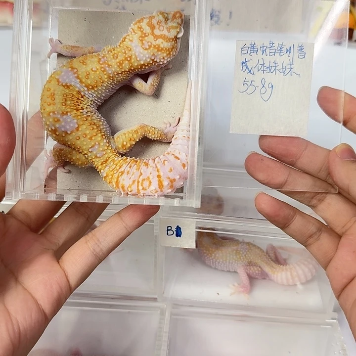 豹纹守宫白黄蜡笔川普，成体妹妹55.8g
