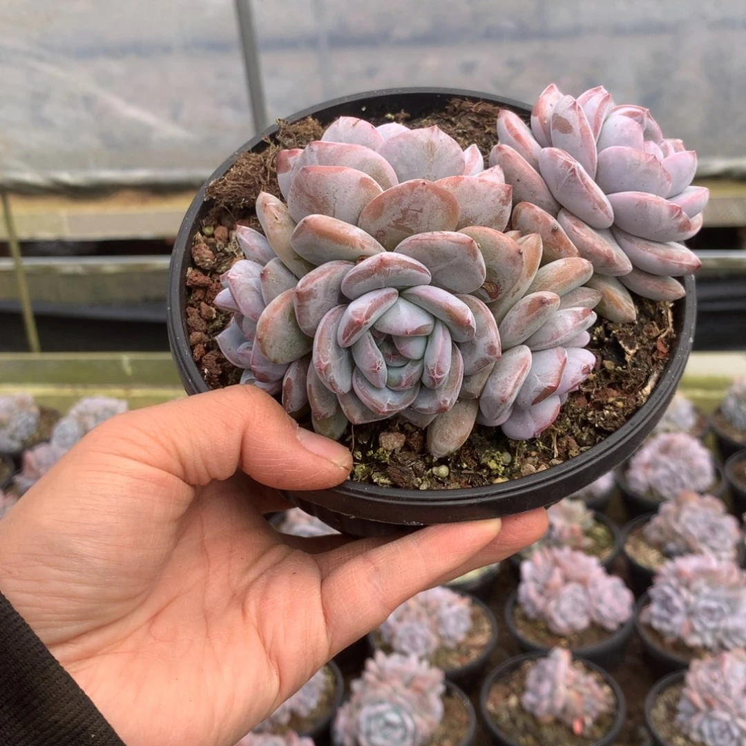 无花朵哈哈哈哈哈哈哈哈无砍42