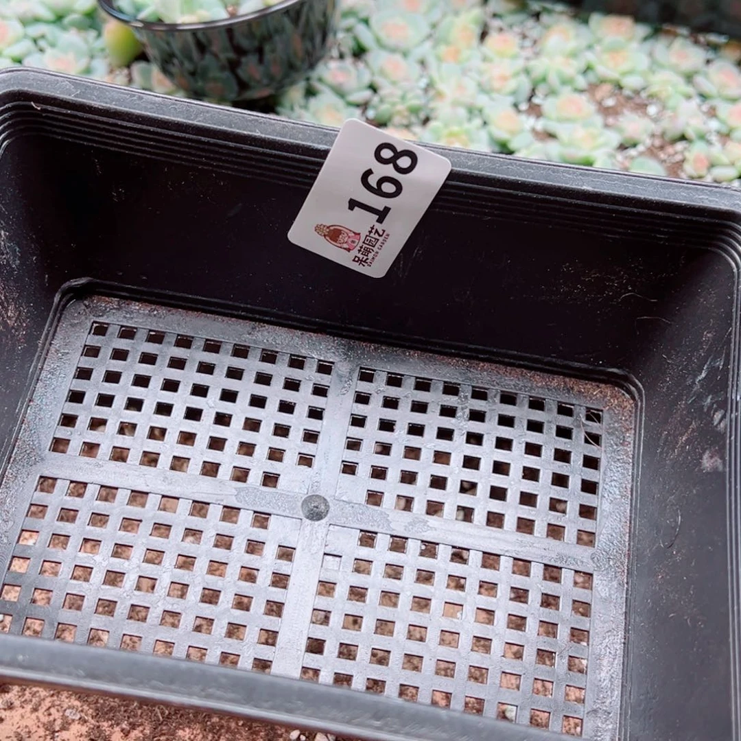 烟***。多肉植物多肉植物