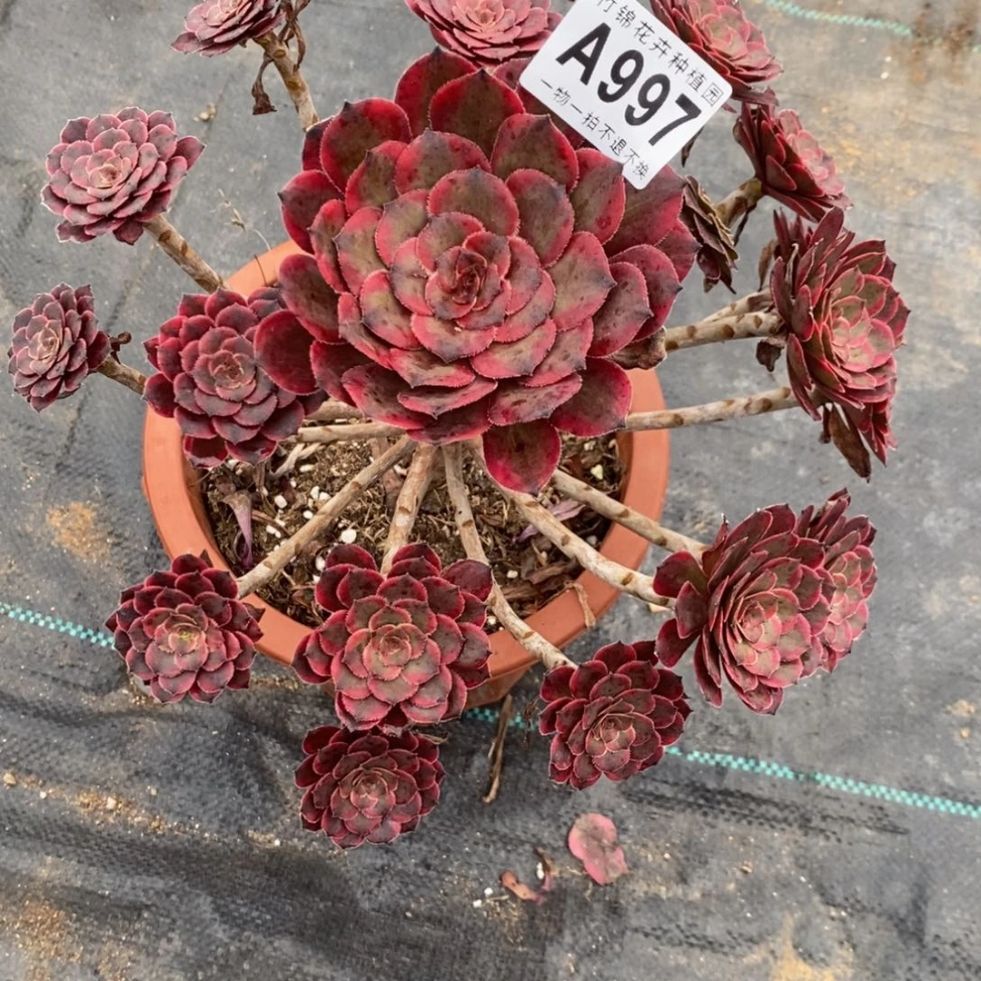 997女儿红断枝福利