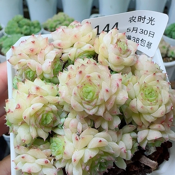 【闪购商品】0530-144（m1-455-3）