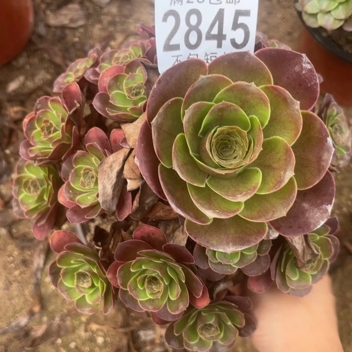 玫瑰多肉植物2845