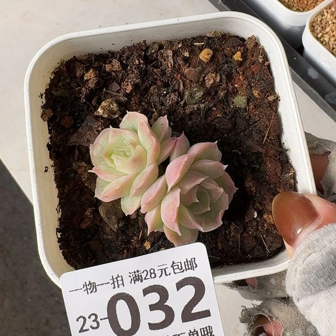 水晶虾饺无盆土发货无盆