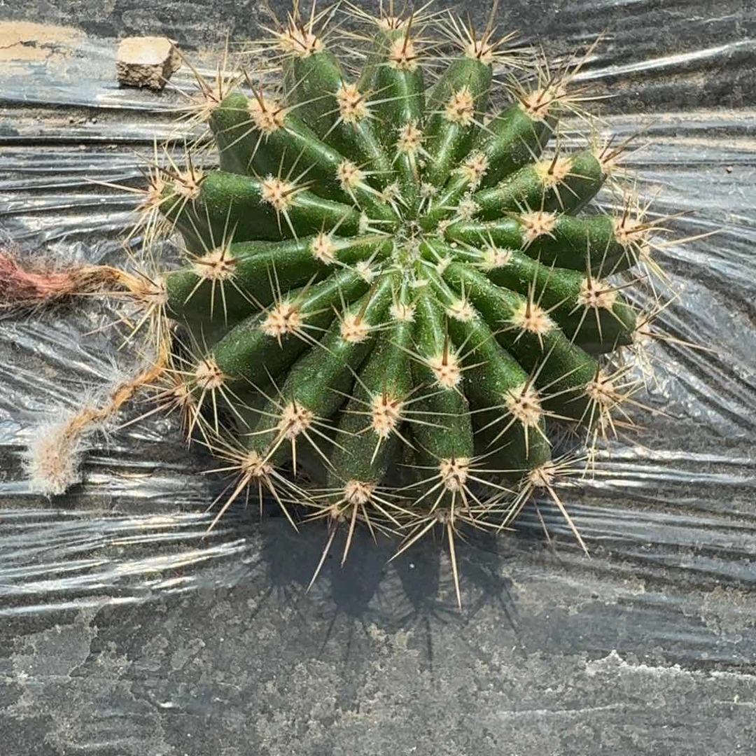 227实生彩草8公分左右根脱土发货斑