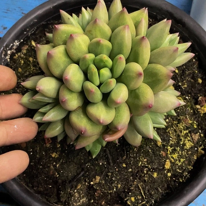 一物一拍一物一拍