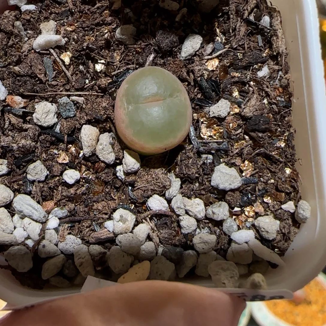 吧*。肉锥多肉植物百科-885