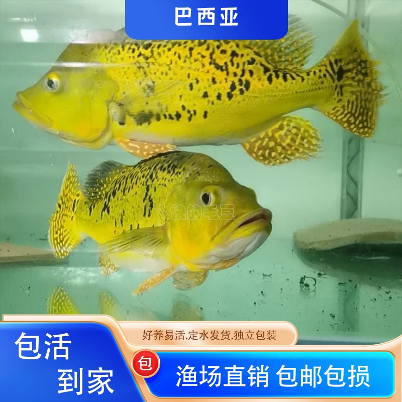 黄金巴西亚观赏鱼巴西亚鱼金老虎鱼活体高档龙鱼配鱼风水招财鱼