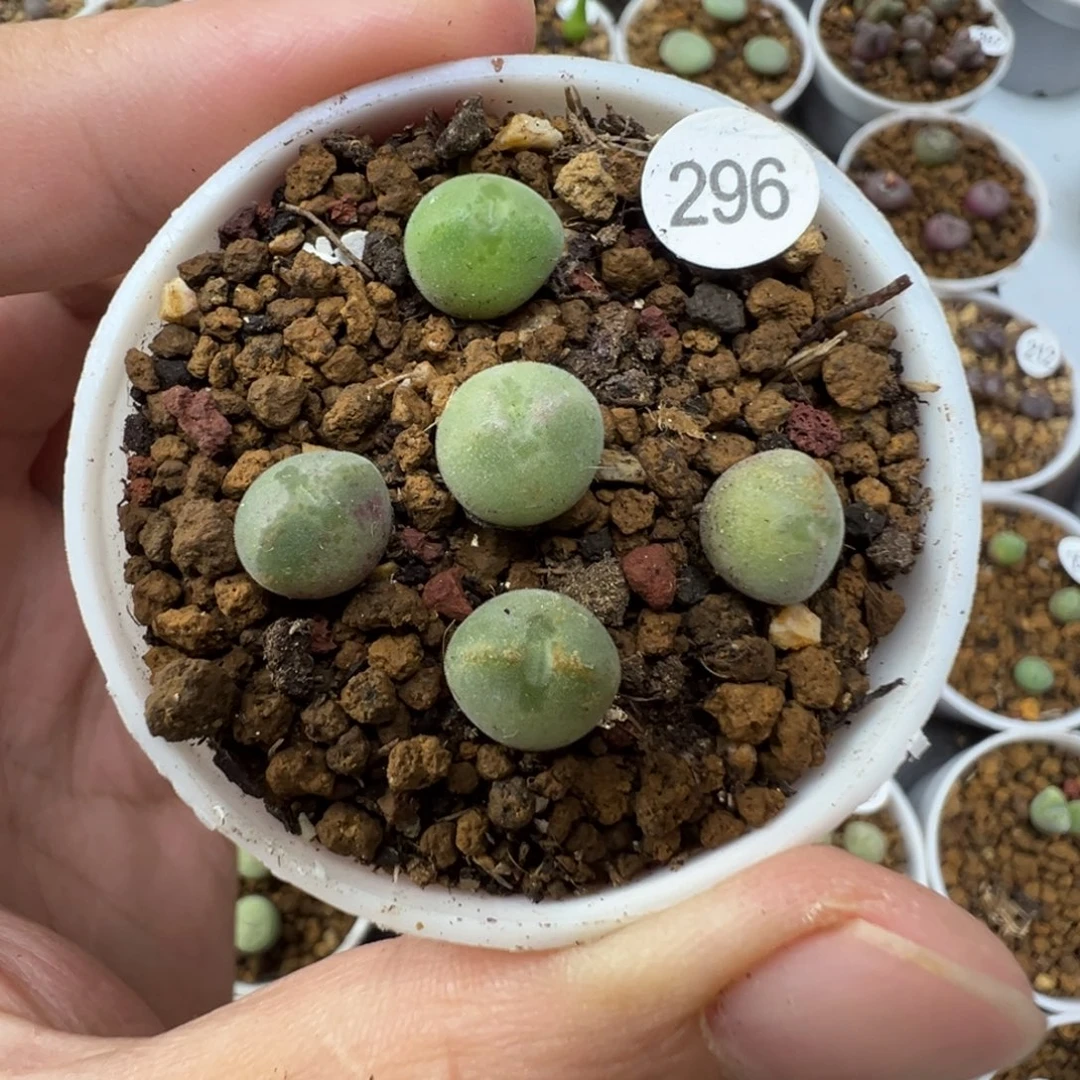 空蝉一颗脱土2960000