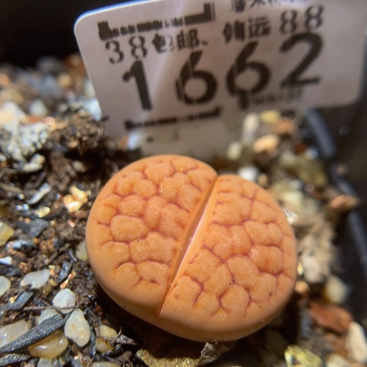 Sss精品生石花1662