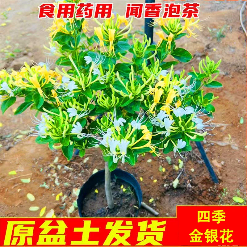四季金银花树苗盆栽地栽庭院绿植爬藤盆景造型可闻香可泡茶带土球