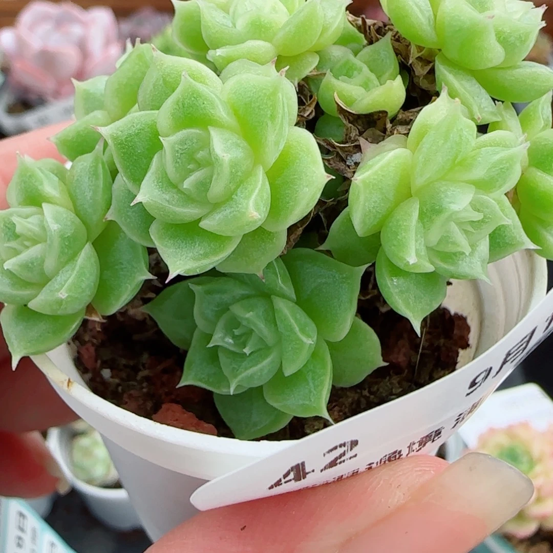 花语逸镜0919-42包子散