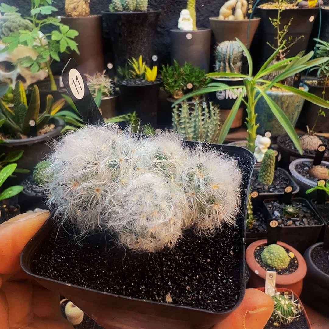 鲸***k五头白云高砂脱土发货