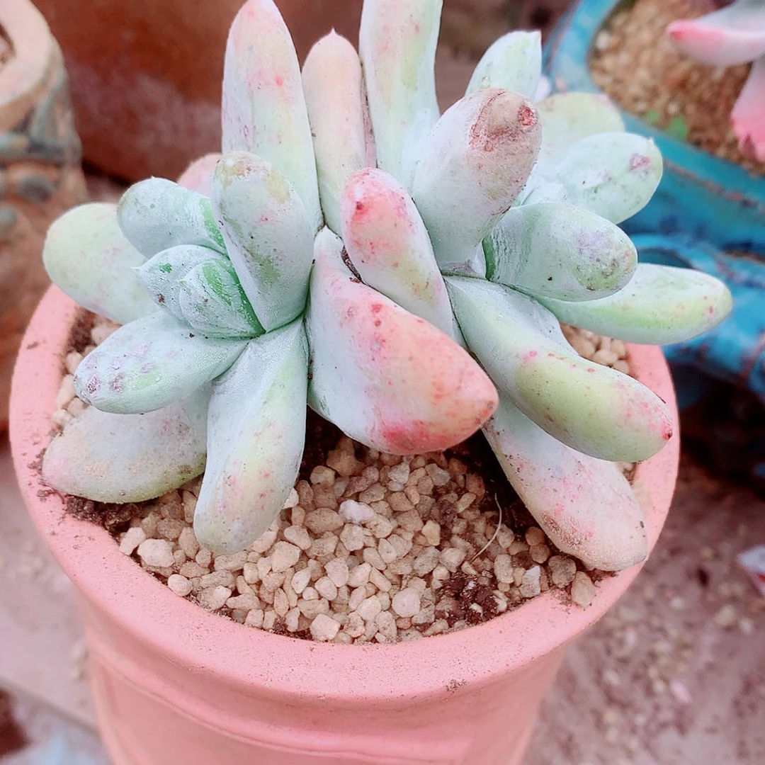 1733拇指仙女杯多肉