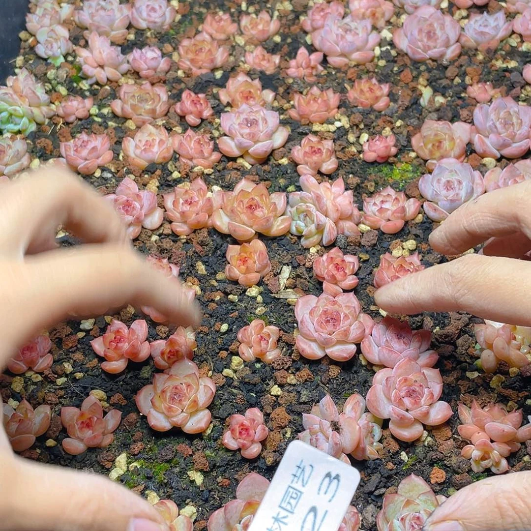 布***辣多肉植物多肉植物123