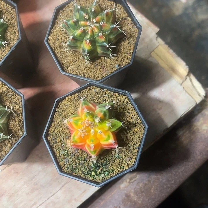 变*龙仙人球好好看好漂亮110