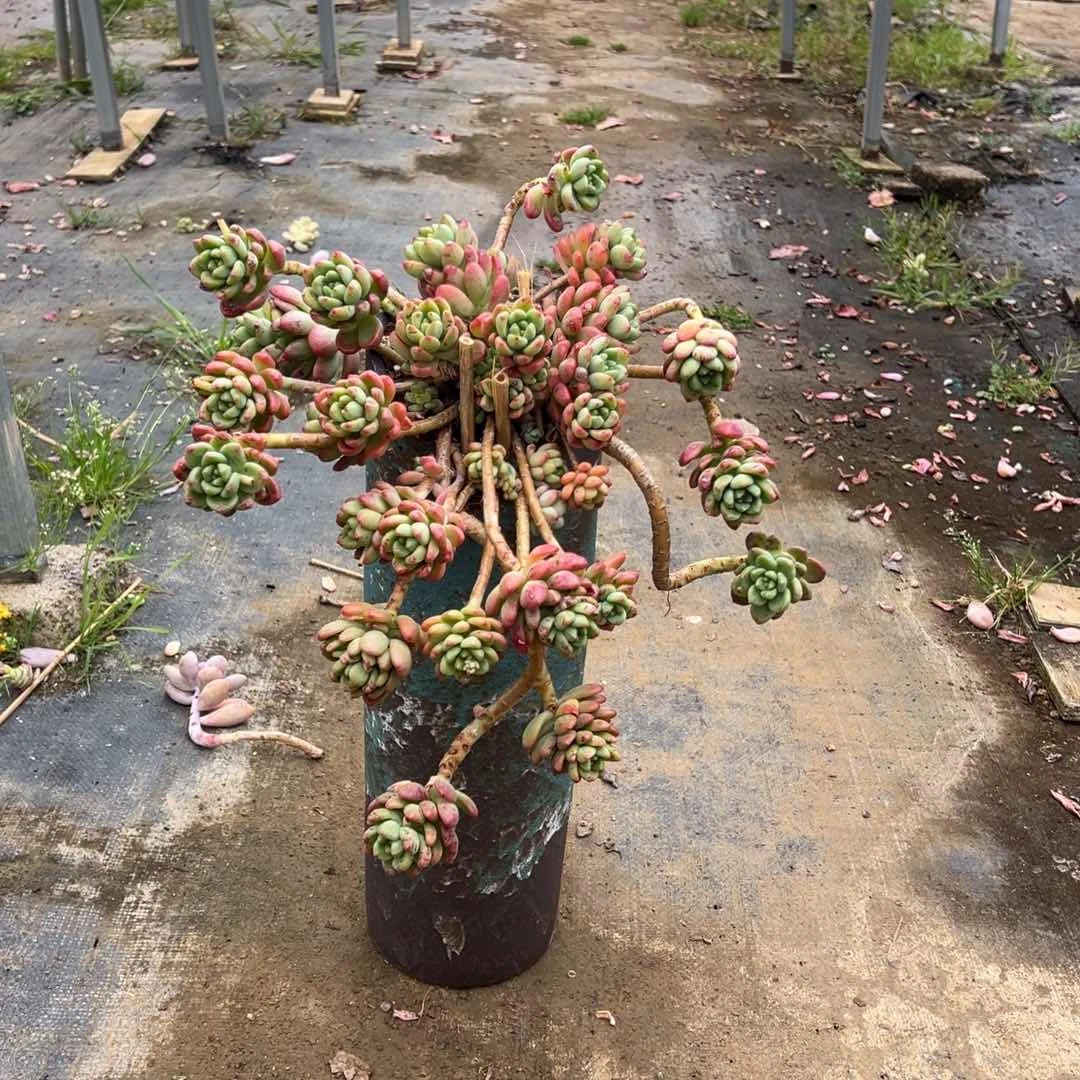 精品香格里拉妖桩 裸根