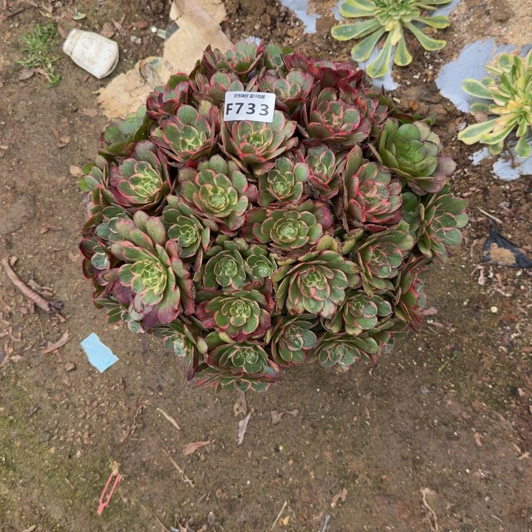 733粉花妖。多肉植物