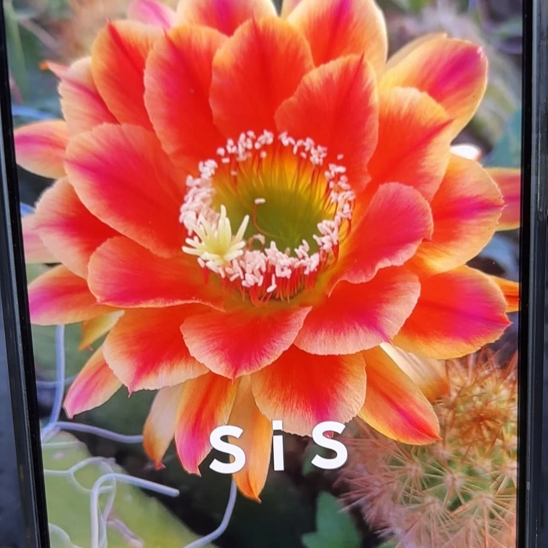 Sis毛5公分侧牙20包邮14