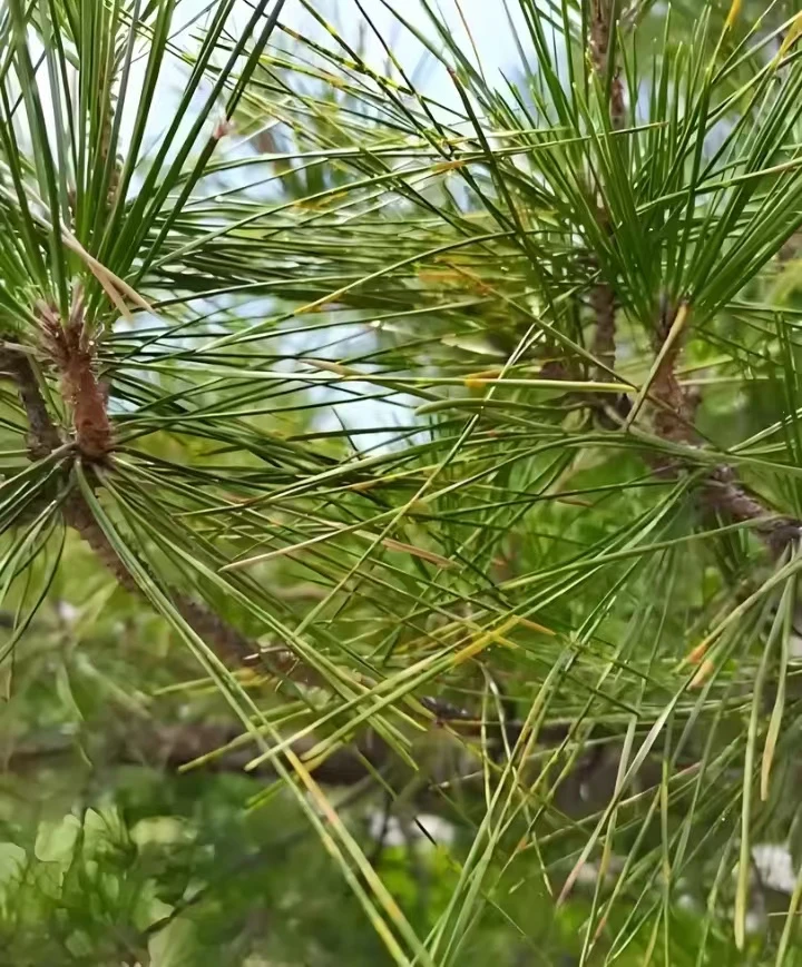黑松盆景罗汉松等杂木盆景白粉  锈斑 红蜘蛛  钻芯虫 线虫病