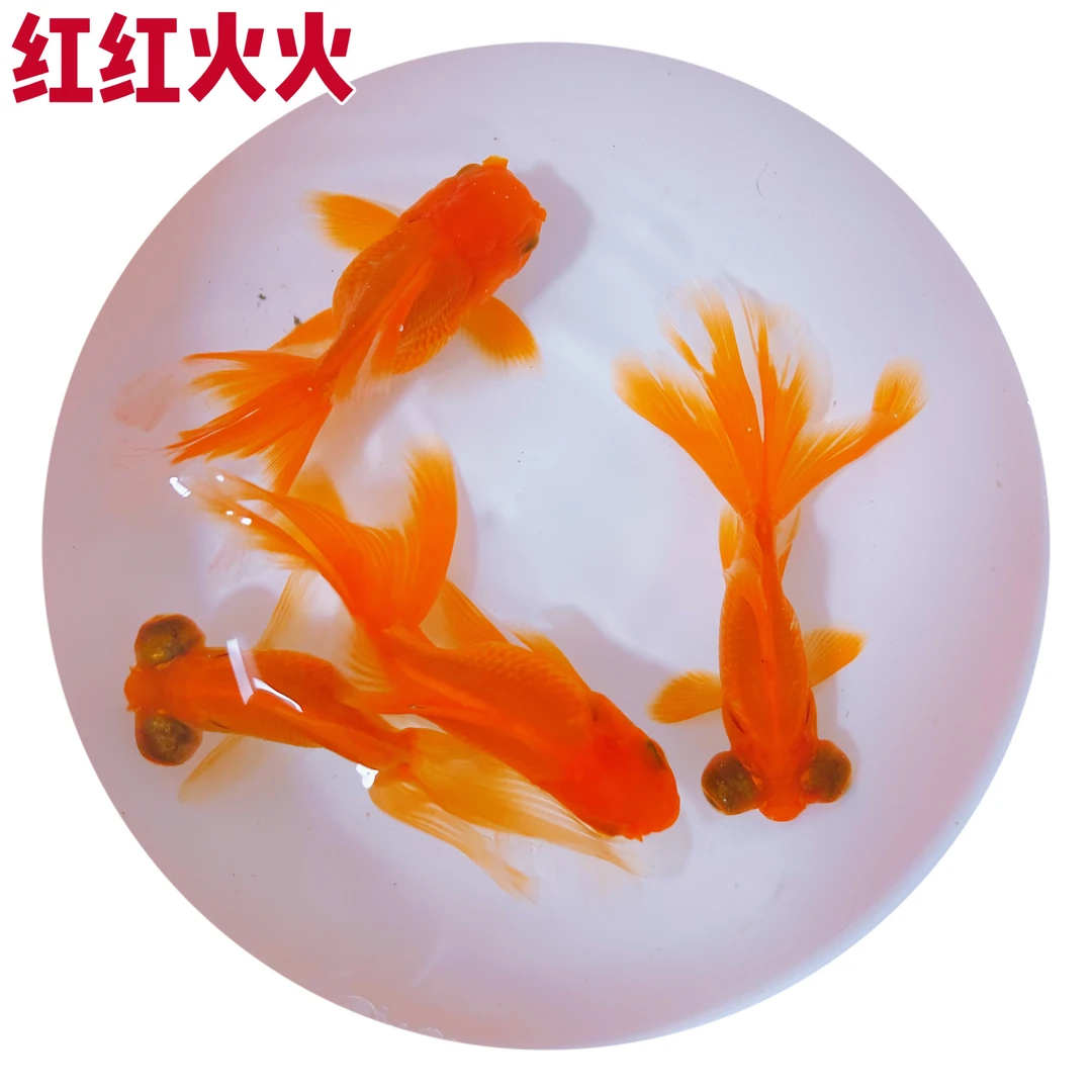 「9- 11cm4红」迎喜红金观赏鱼苗好养耐活冷水草金鱼
