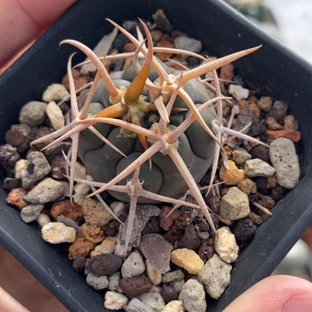 魔碧玉植播园艺优选