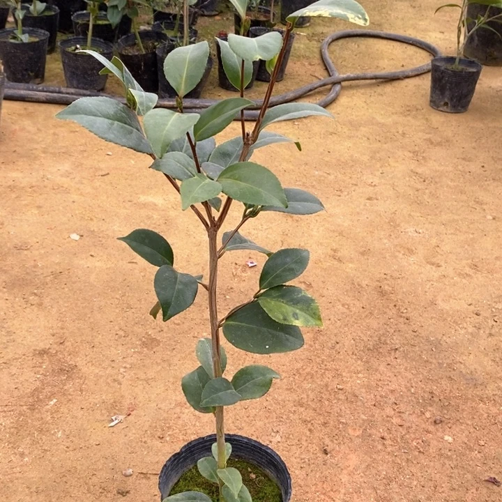 奇妙。  一物一拍