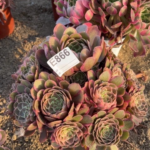 多肉植物粉花妖捧花