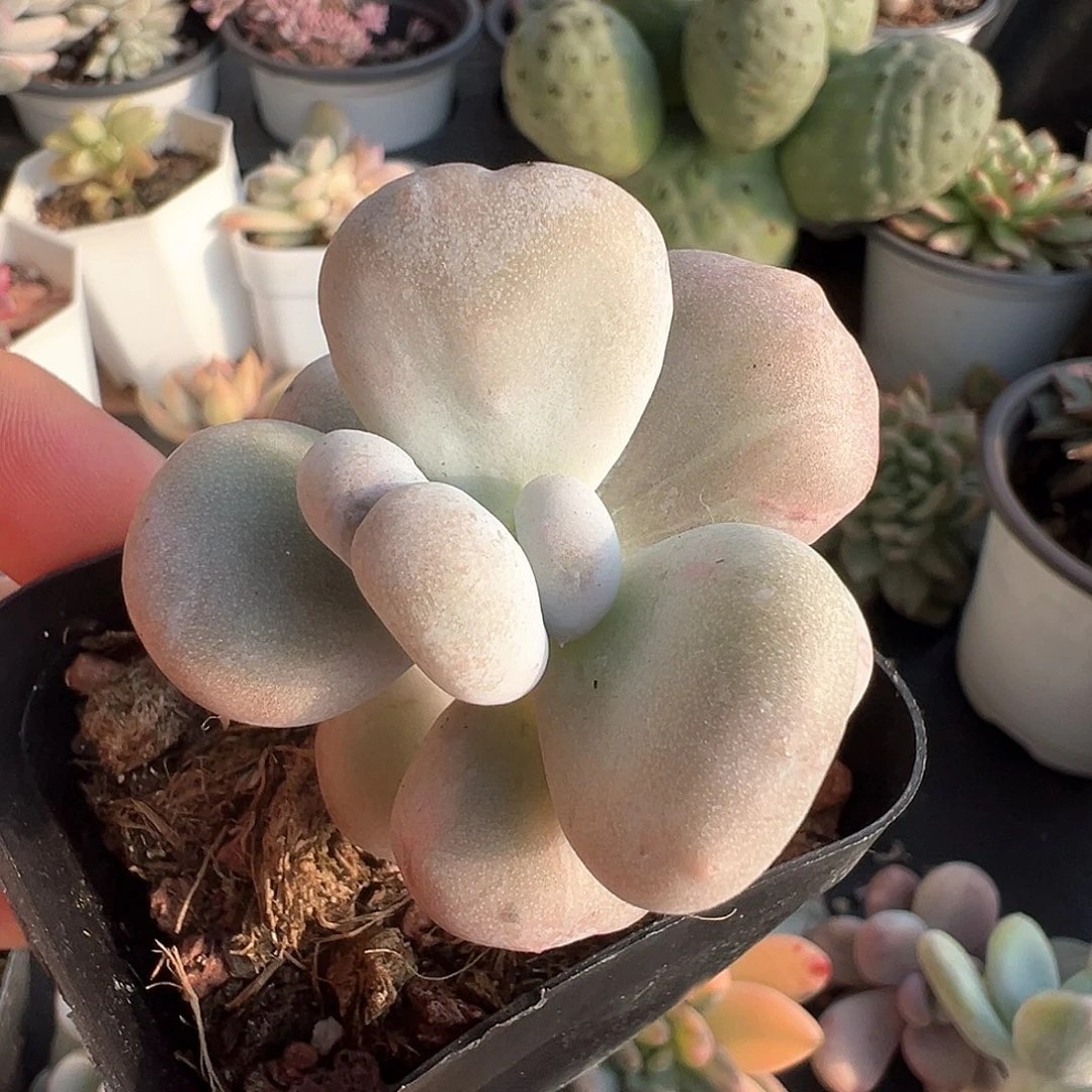 油煎奶酪锦 小方花圃一物一拍