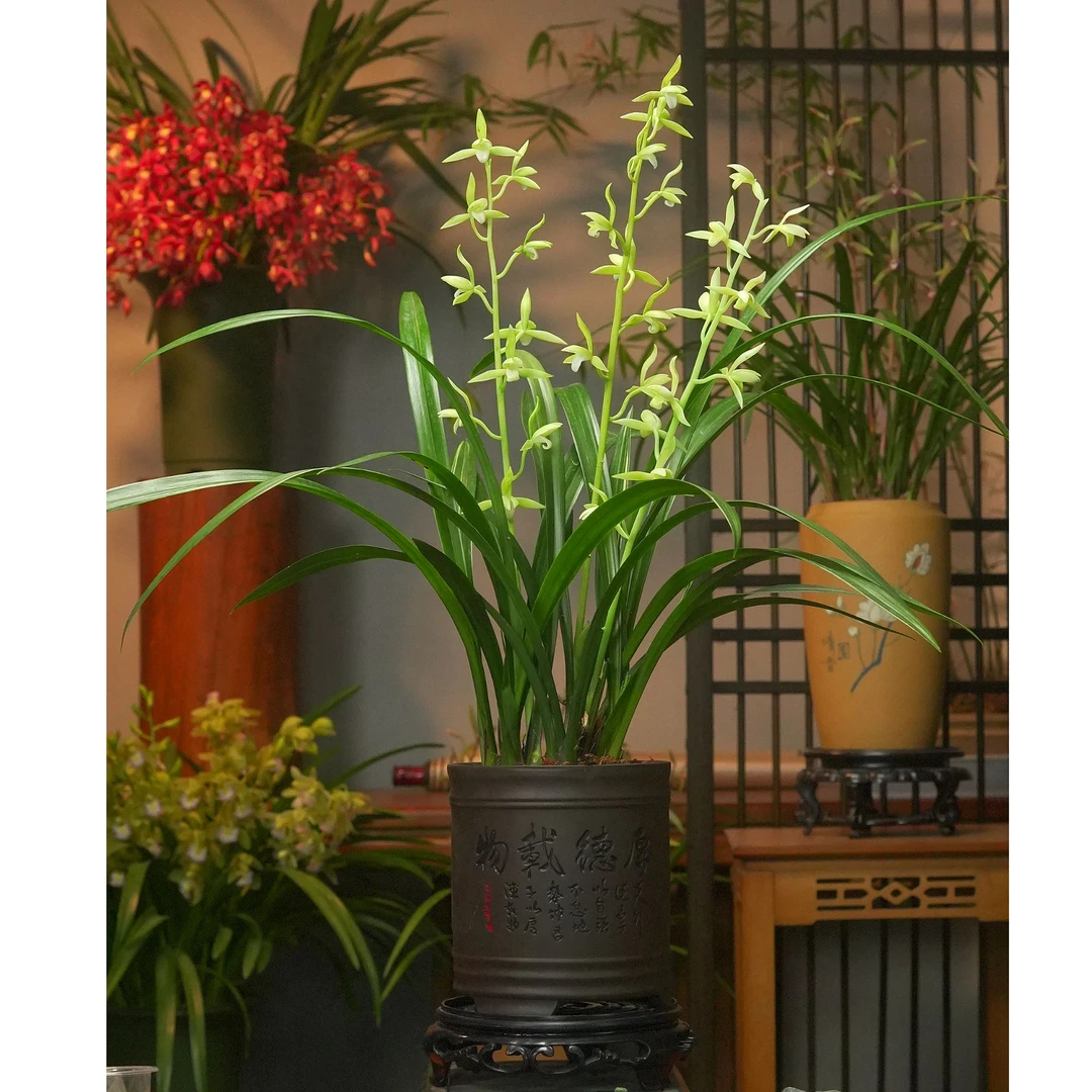 墨兰铭品【吴字翠】名贵兰花带花芽办公室内阳台盆栽精品兰花