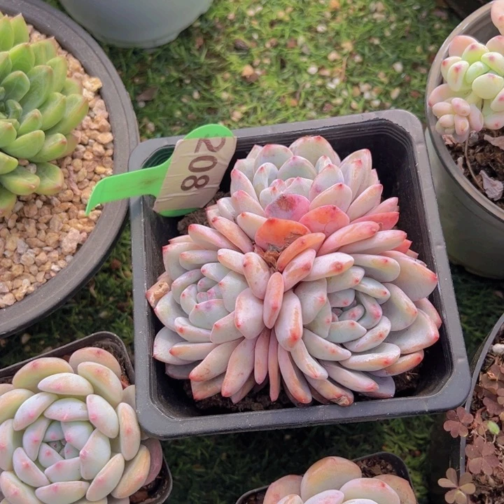 健健康康平平安安