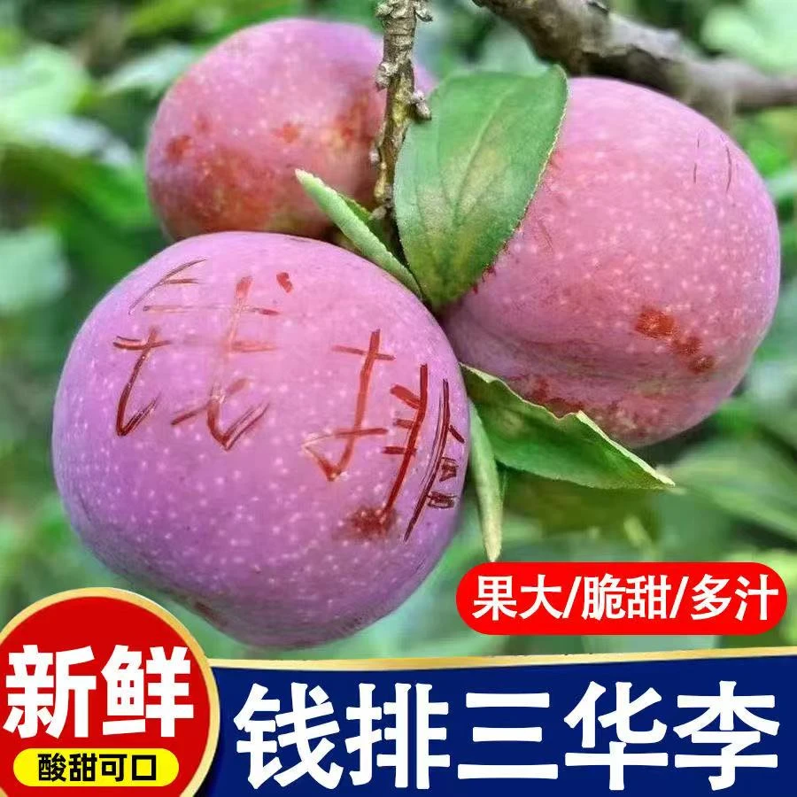 【顺丰快递】新鲜现摘正宗红心三华李当季水果酸甜脆口