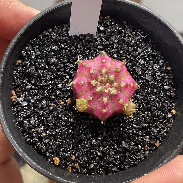 海神——元旦福利41