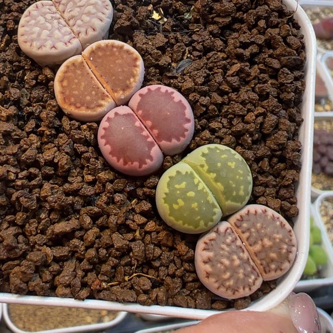 饼干5棵母本组合百科