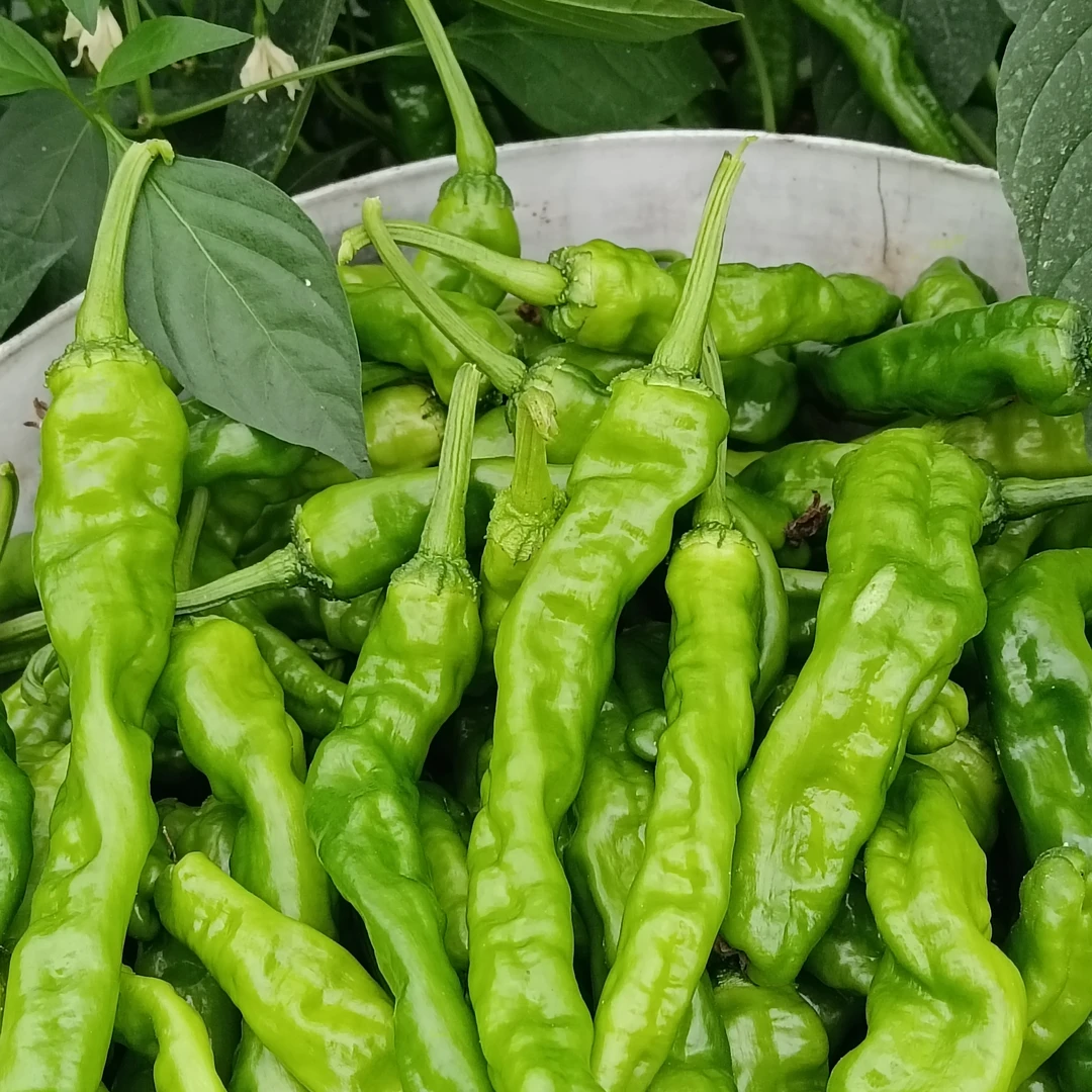 小邹皮辣椒爆辣螺丝椒青椒辣子鸡专用1斤3斤5斤包邮