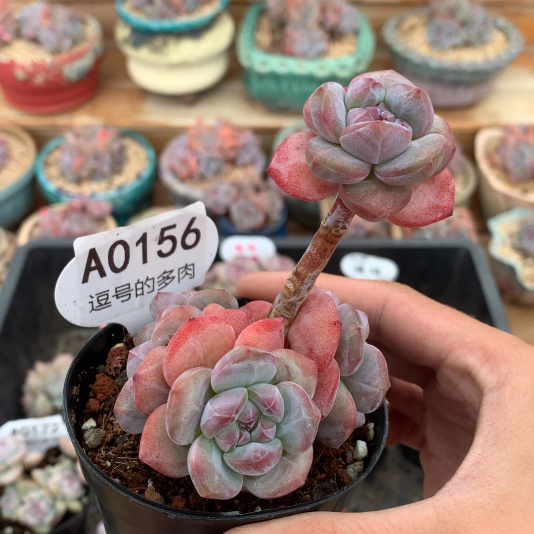 A0156 突尼斯高杆 血斑色 有砍 7.5cm