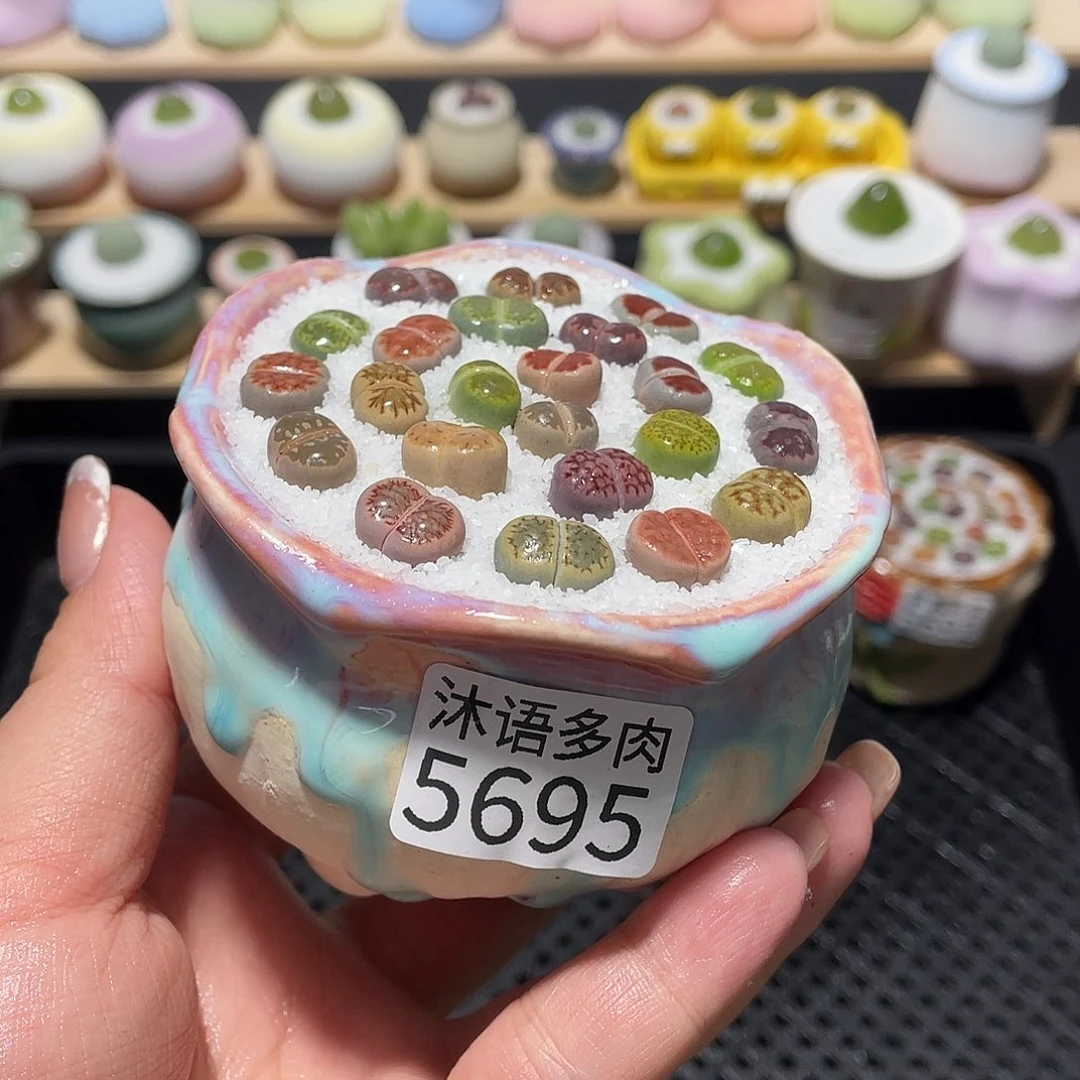 带盆土植物 一物一拍5695