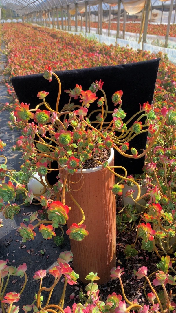 M老桩薄化妆  多肉植物 新手室内室外好养好活 耐旱云南基地发货