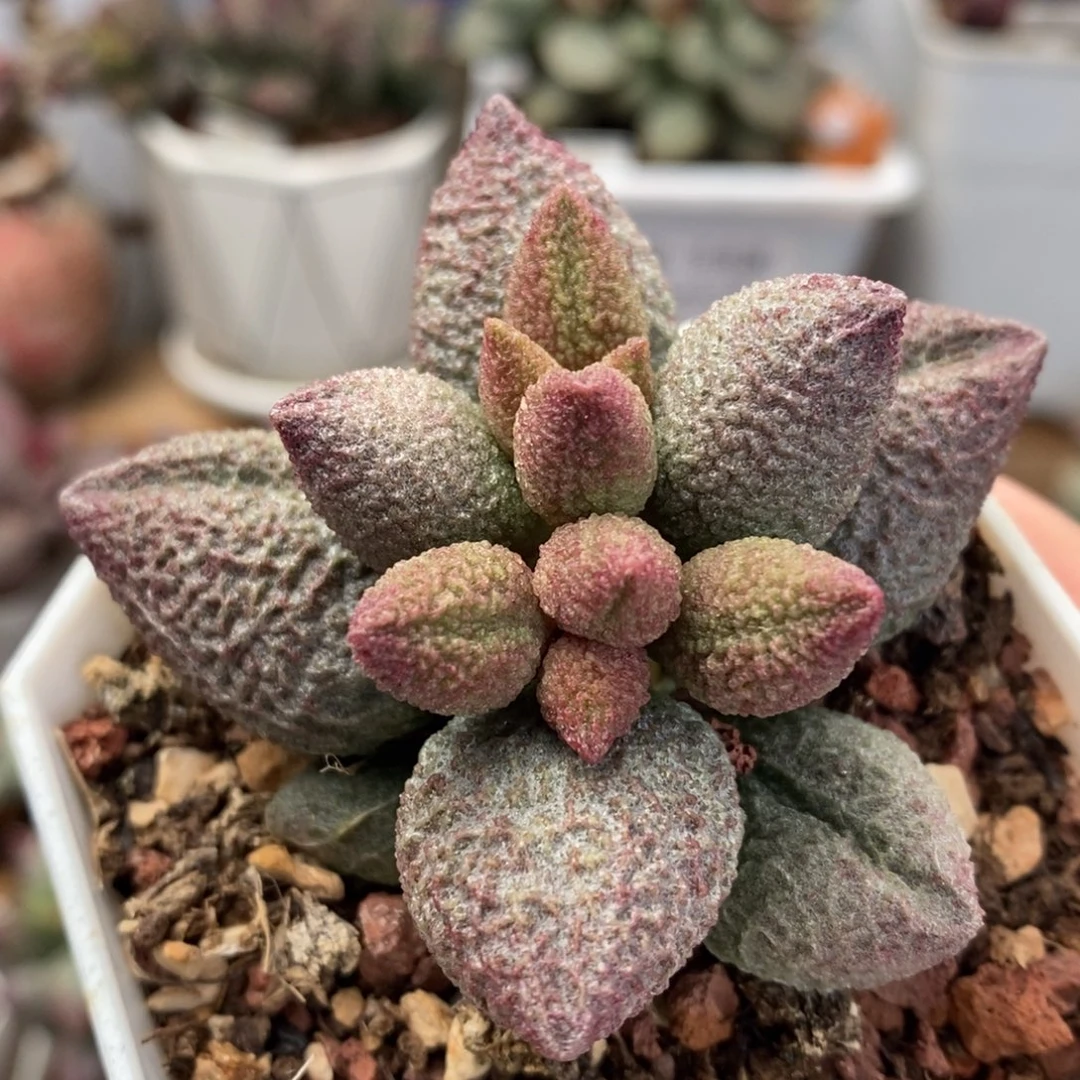 龙胆水泡多肉植物