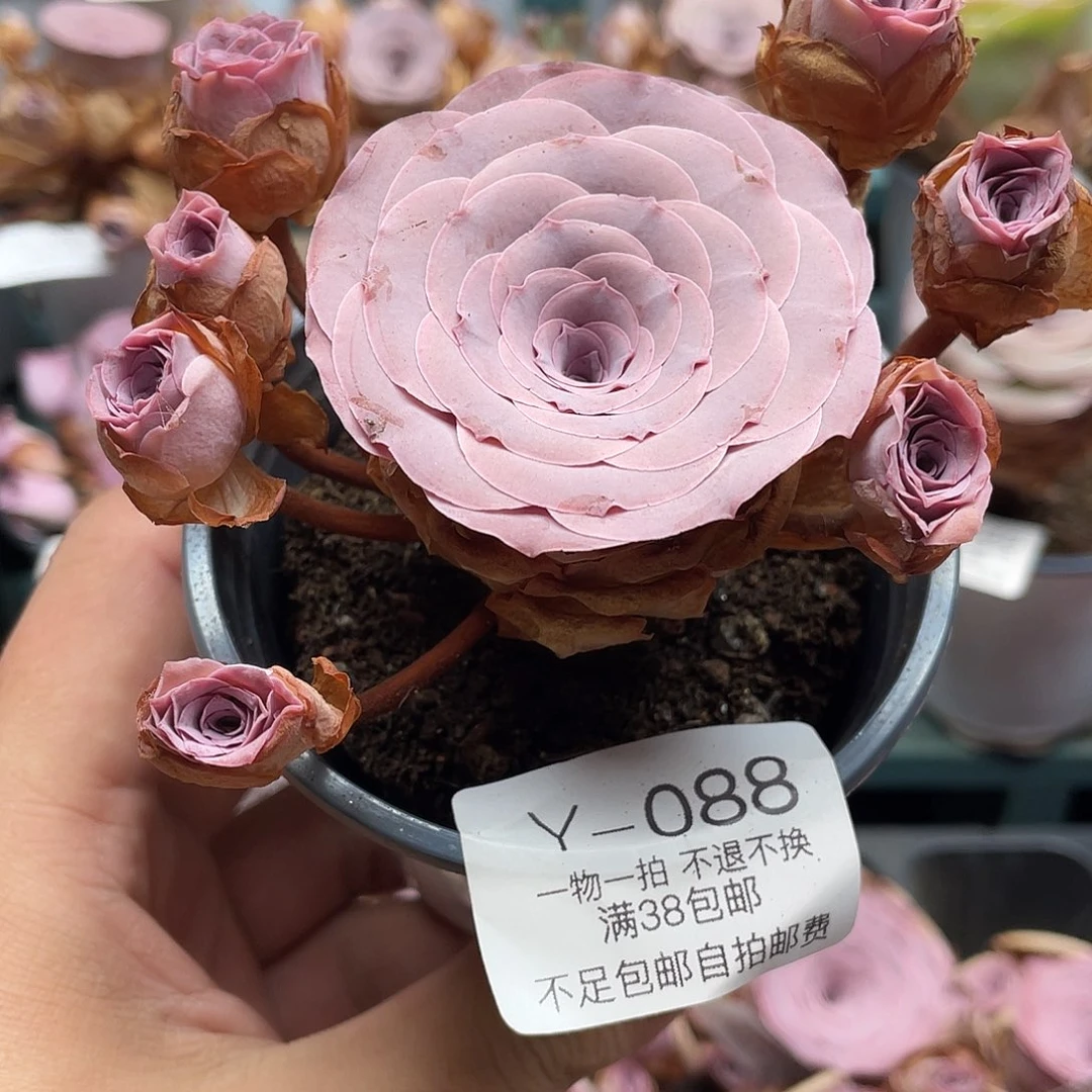 不知名福利088一物一拍
